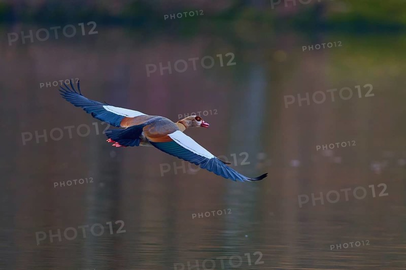 Egyptian goose (Alopochen aegyptiaca), flying over calm water in subdued light, spring, Bavaria, Germany