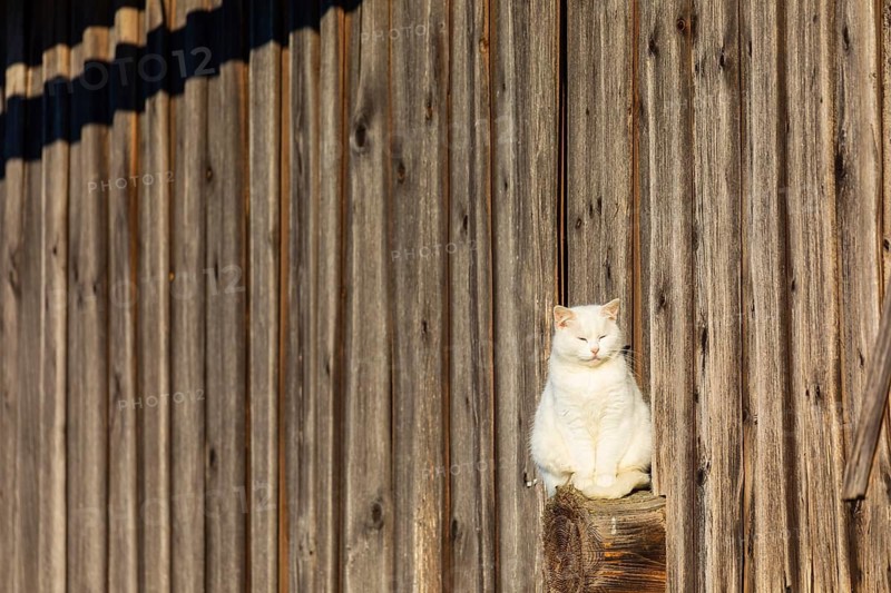 Domestic cat sitting on a beam outside a barn enjoying the evening sun