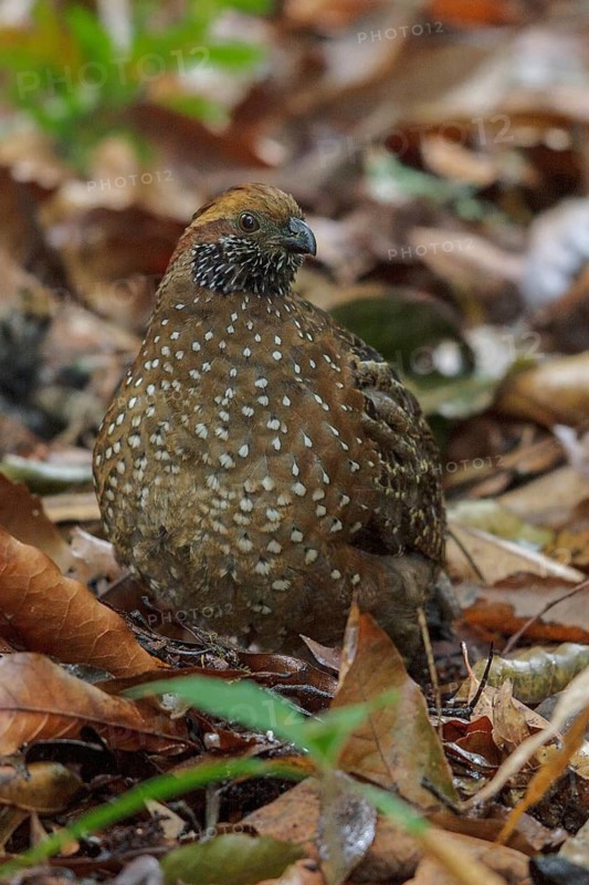 Spotted Wood Quail (Odontophorus guttatus) feeding on the ground in Costa Rica