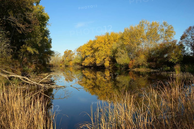 Autumn mood, riparian forest, water, Lower Austria