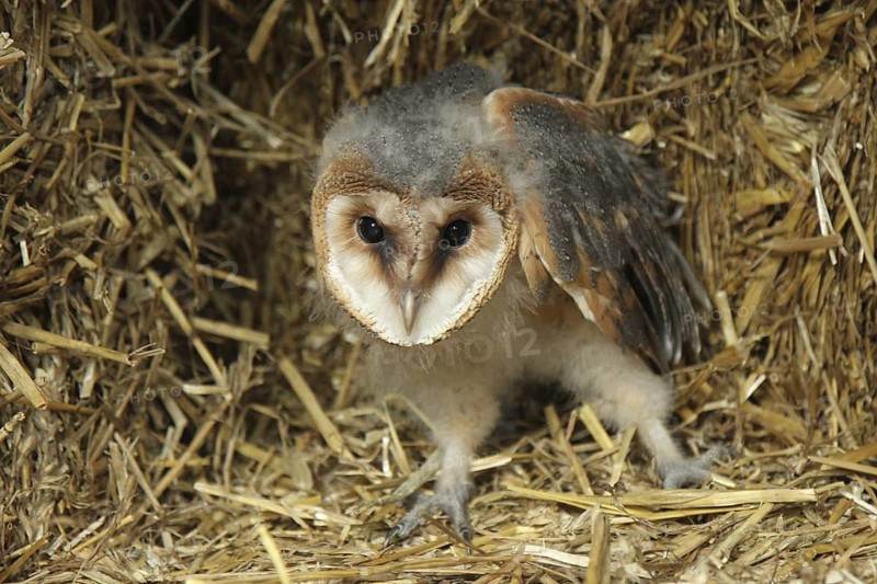Western Barn Owl (Tyto alba) juvenile, Lower Saxony, Germany