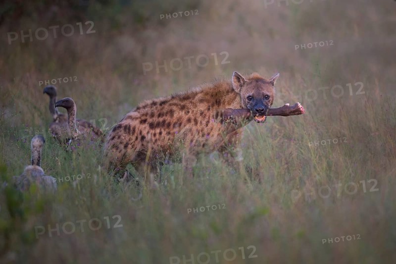 Spotted Hyena (Crocuta crocuta) carrying leg of freshly killed prey, Sabi Sands, South Afrika