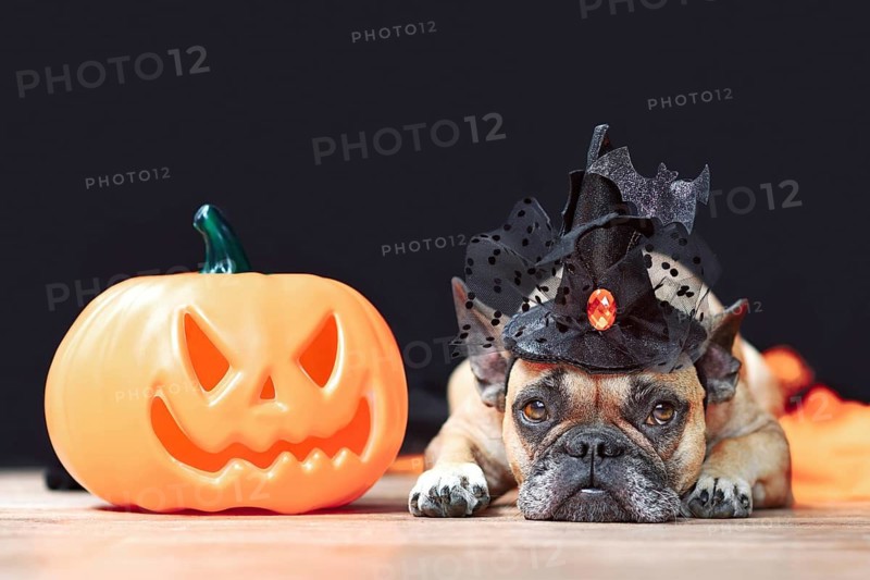 French Bulldog dog with Halloween costume witch hat next to carved pumpkin lying down in front of black background