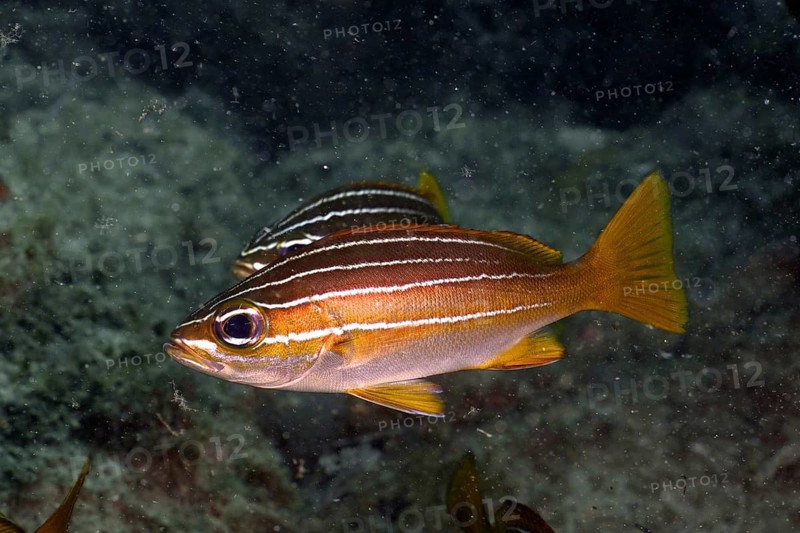 Eight-striped grunt (Parapristipoma octolineatum)