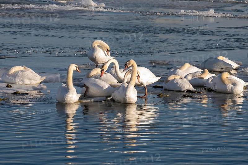 Detroit, Michigan - Mute swans (Cygnus olor) on the ice in the Detroit River in late winter. Mute swans were introduced from Europe in the 1800s and have become so firmly established that they are sometimes seen as a pest