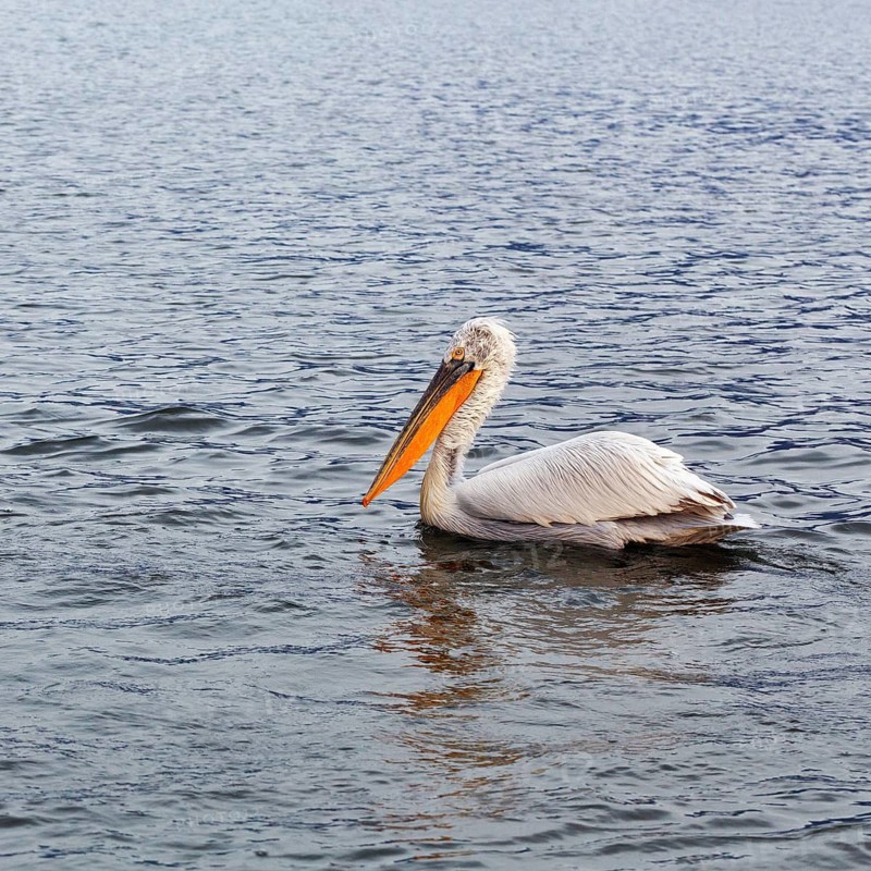 A single Dalmatian pelican (Pelecanus crispus), birdwatching, Lake Kerkini, Central Macedonia, Greece