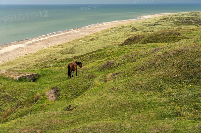Horses in the Svinklovene dunes at Jammer Bay, Fjerritslev, Denmark