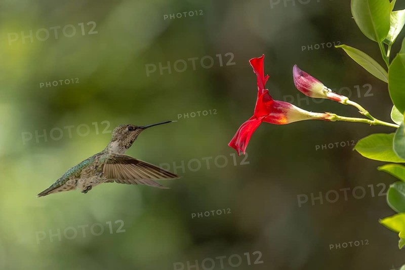Anna's hummingbird (calypte anna) enjoying the red mandevilla