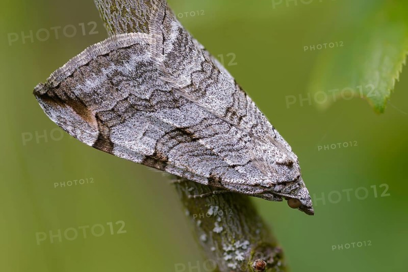 Aplocera plagiata, defoliating moth, large St. John's wort tensioner, Saint John's wort inchworm, insects, moths, moths, butterflies, treble bar