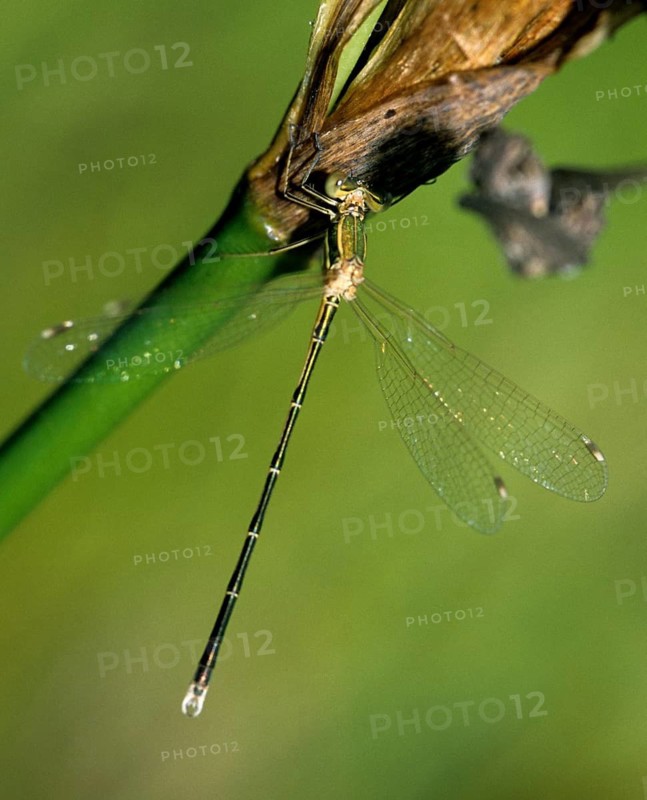 Leste's Barbarus, Migrant Spreadwing, Shy Emerald Damselfly, Southern Emerald Damselfly, Damselflies, Dragonflies, High Size, Portrait Format, Insects, Leo, Dragonflies, Odonata, Zygoptera