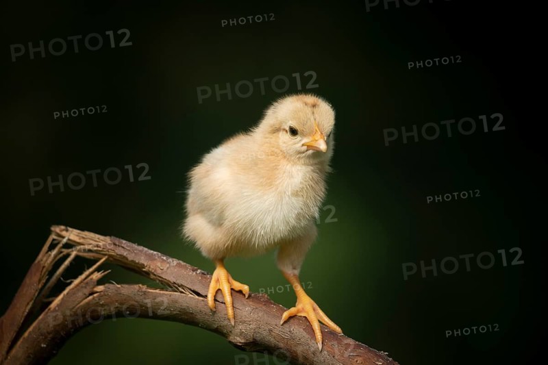 Newborn chick standing on a tree branch