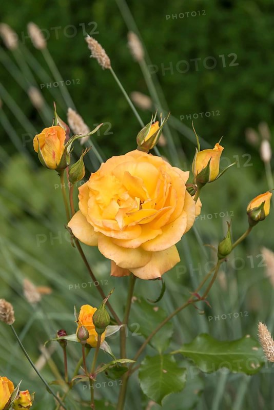 Shrub rose (Rosa SAHARA), Trädgarden Föreningen, Sweden