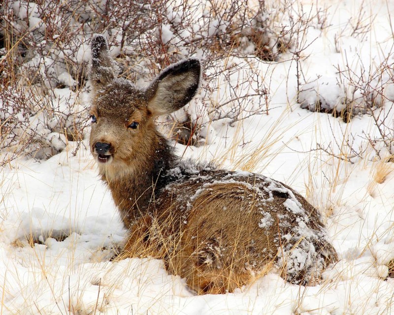 Mule deer, black-tailed deer (Odocoileus hemionus columbianus), lying in the snow, Wyoming, United States