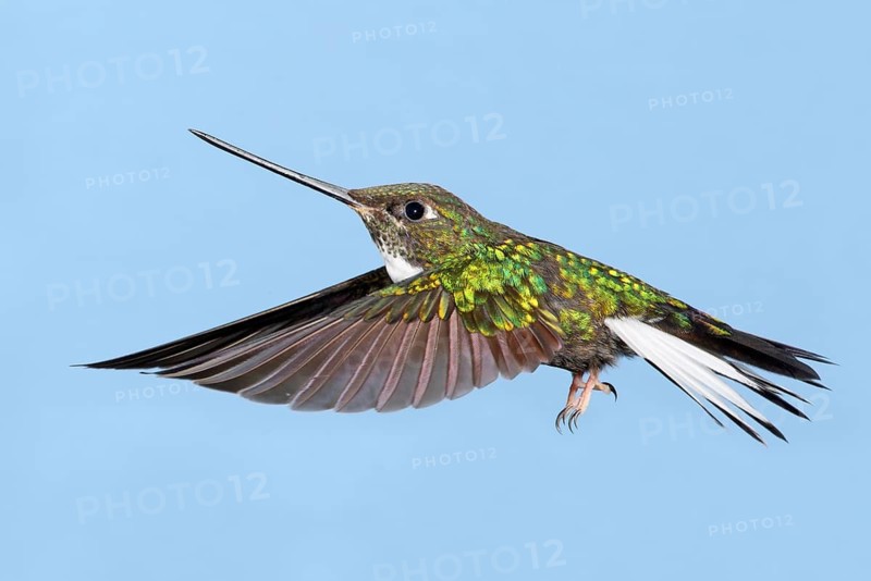 Collared Inca (Coeligena torquata), Costa Rica