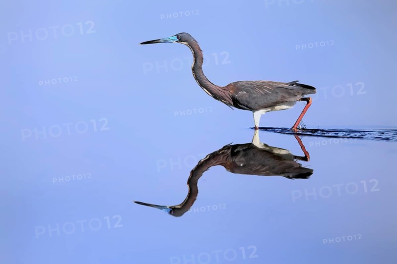 Tricoloured Heron (Egretta tricolor), adult, in the water, foraging, Merritt Island, Black Point Wildlife Drive, Florida, USA
