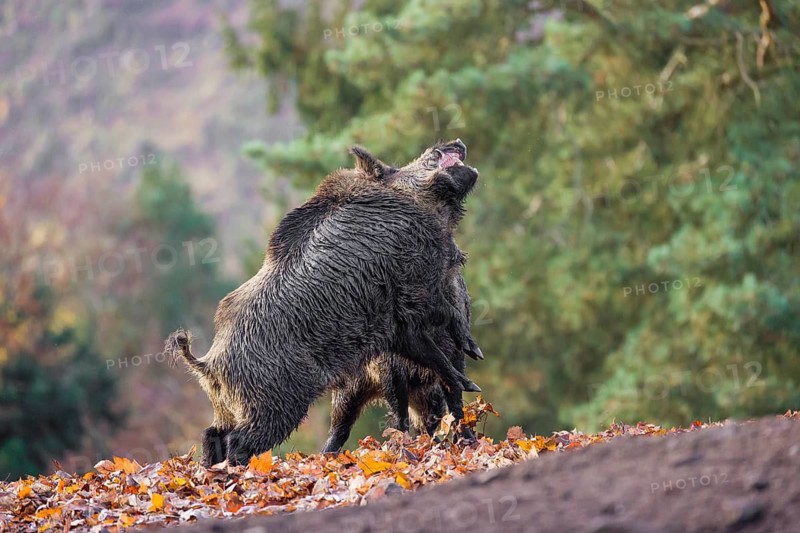 Two wild boar or wild pig (Sus scrofa) fight on an opening