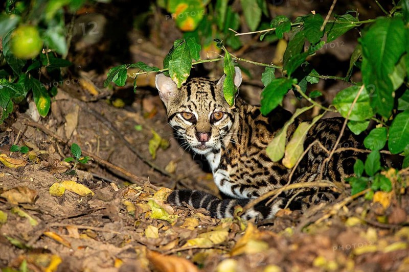 Ocelot (Felis pardalis) Pantanal Brazil