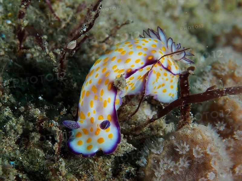 Vividly patterned yellow nudibranch with purple accents, magnificent star snail (Hypselodoris ghardaqana), on the seabed, dive site Sodwana Bay National Park, Maputaland Marine Reserve, KwaZulu Natal, South Africa