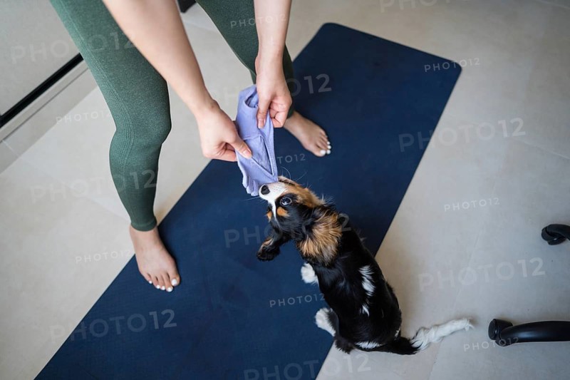 A young woman tries to exercise at home on a yoga mat while her playful dog interrupts. The dog playfully tugs on a towel, adding a humorous element to her routine
