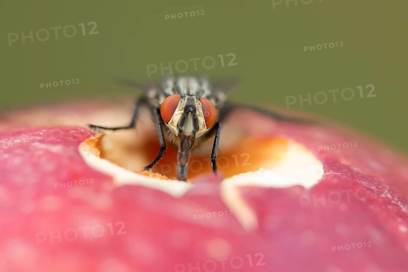 Flesh fly (Sarcophaga crassipalpis) adult insect on a fallen apple fruit in a garden in summer, England, United Kingdom