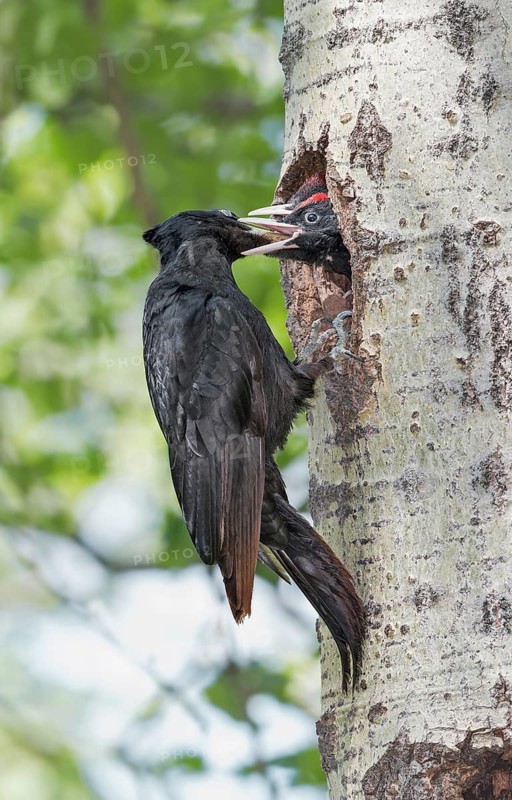 Black Woodpecker (Dryocopus martius) feeding young at nest hole in tree, Aosta Valley, Italy