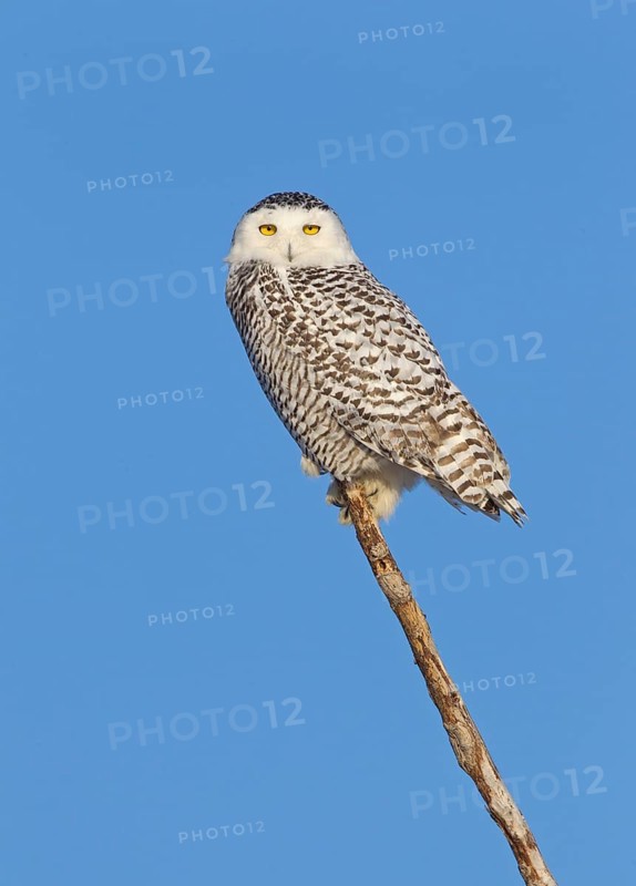 Snowy Owl (Bubo scandiacus), Ohio, USA