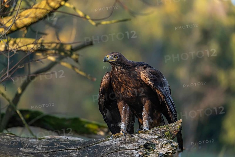 One golden eagle (Aquila chrysaetos) sitting on a broken and rotting log with fall foliage in the background