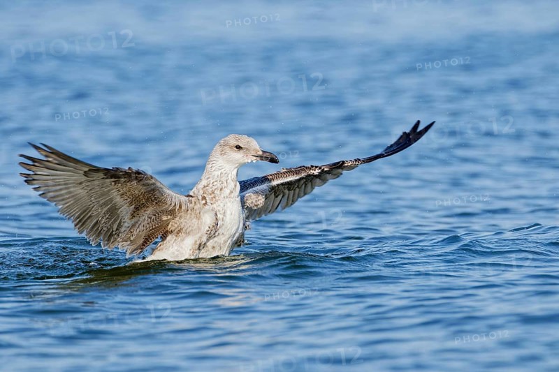 Juvenile herring gull (Larus argentatus) spreading wings while landing on the sea surface, Poland