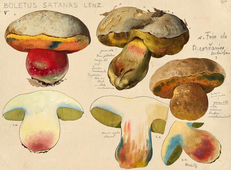 Mushroom, Mushrooms, Satan's bolete, Rubroboletus satanas, Syn. Boletus satanas, authentic reproduction of an illustration by Hans Walty (1868-1948) from about 1915, historical