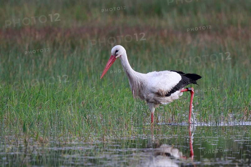 White Stork (Ciconia ciconia) male foraging, North Rhine-Westphalia, Germany