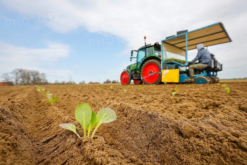Welver, Soest district, Sauerland, North Rhine-Westphalia, Germany - Vegetable cultivation, field workers on a planting machine planting white cabbage plants in the freshly ploughed field