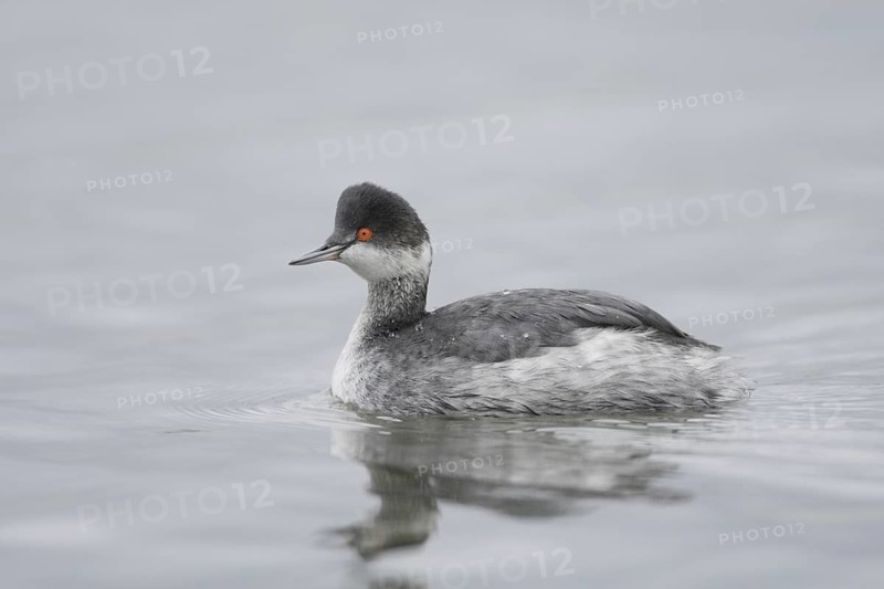 Black-necked Grebe (Podiceps nigricollis), California, USA