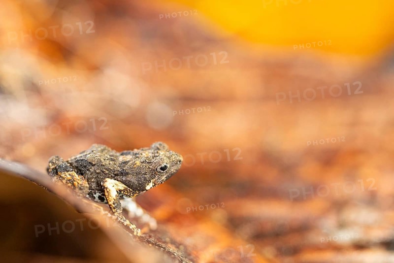 Dart frog (Diasporus diastema), frogs (Rana), Costa Rica
