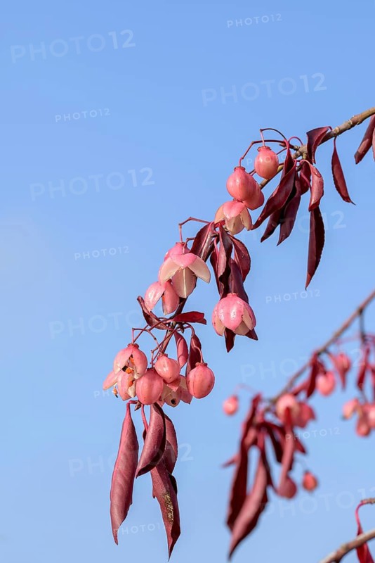 Spindle bush (Euonymus grandiflorus 'Red Wine'), Artmeyer Pflanzenforum, Federal Republic of Germany