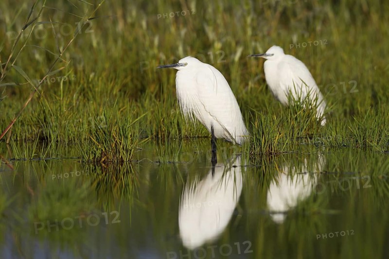 Little Egret (Egretta garzetta), Cyprus
