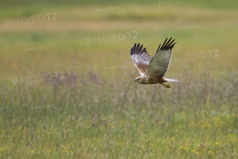 Western Marsh Harrier (Circus aeruginosus) flying, Hungary