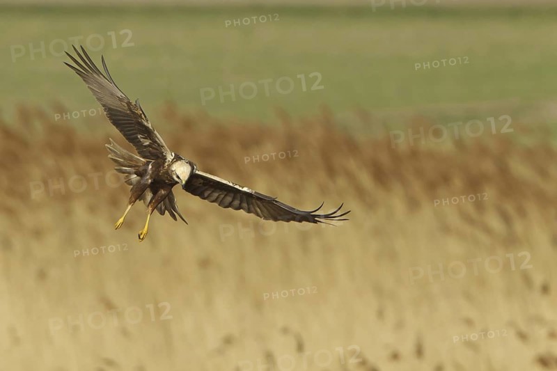 Western Marsh Harrier (Circus aeruginosus) female flying, Rhineland-Palatinate, Germany