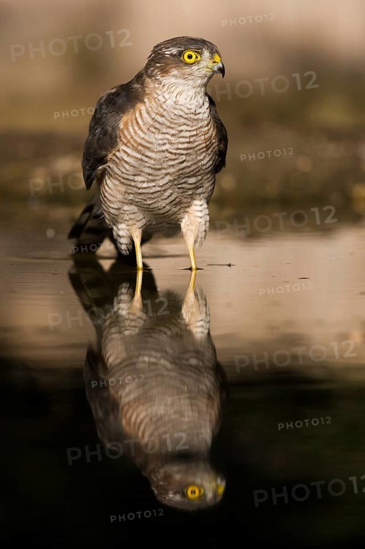 Eurasian Sparrowhawk (Accipiter nisus) at a waterhole, Subotica, Serbia