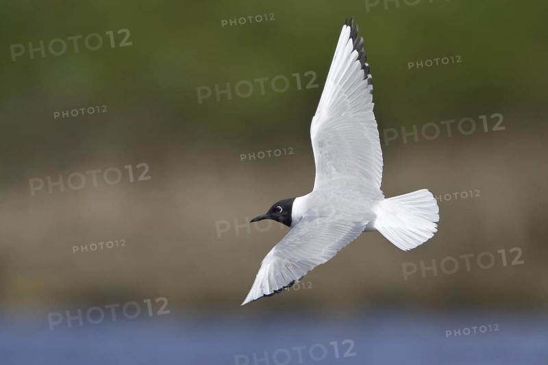 Bonaparte's Gull (Chroicocephalus philadelphia) flying, Manitoba, Canada