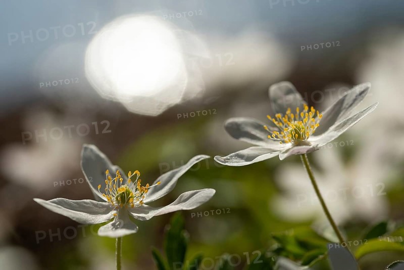 Anemone nemorosa, wood anemone, European thimbleweed, buttercup family, ranunculaceae, flora, plants, plants, smell fox, thimbleweed, windflower, wood anemone, wood anemone