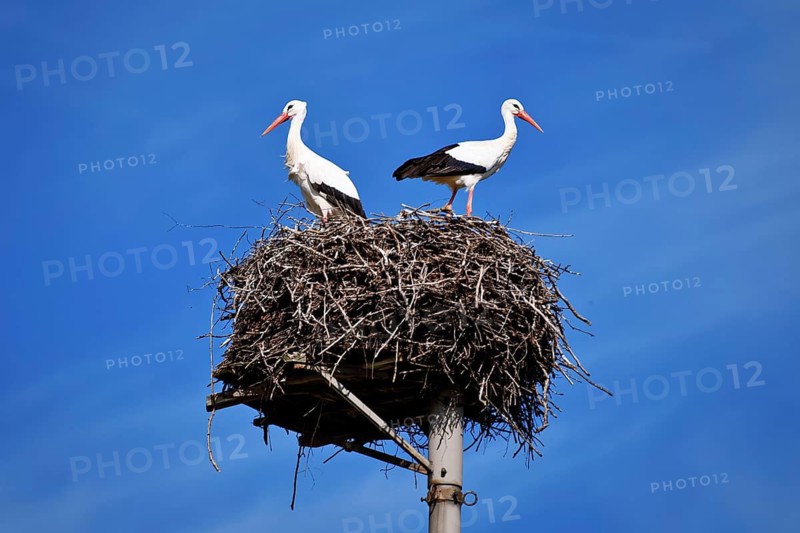Two storks in a nest against a clear blue sky