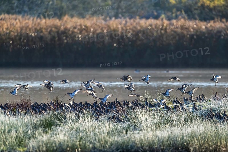 Black-tailed Godwit, Limosa limosa, flock of birds in flight on a winter morning over the marshes