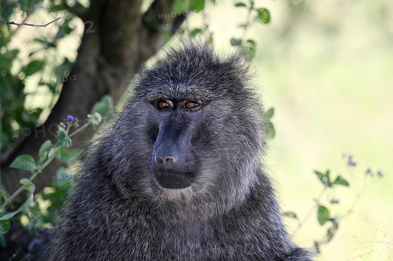 Portrait of Baboon (Papio anubis), female, Serengeti National Park, Tanzania