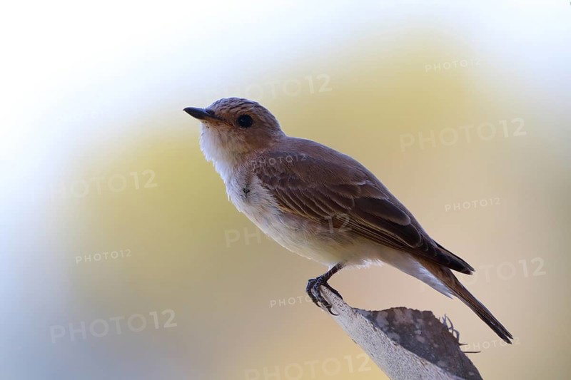 Spotted Flycatcher (Muscicapa striata), Menorca, Spain