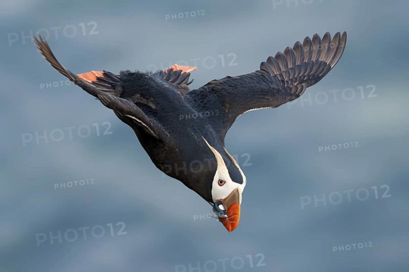 Tufted Puffin (Fratercula cirrhata), Alaska, USA