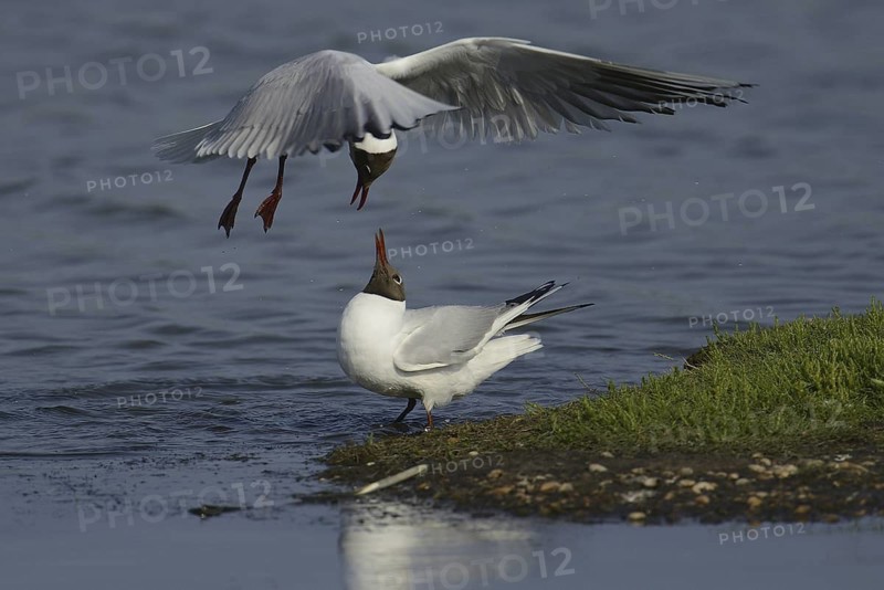 Black-headed Gull (Chroicocephalus ridibundus), Texel, Netherlands