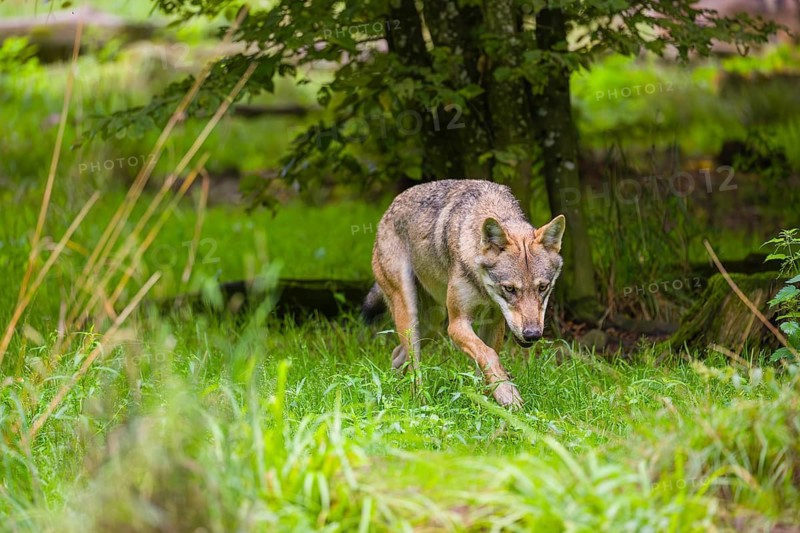 An adult male Eurasian gray wolf (Canis lupus lupus) runs through a forest