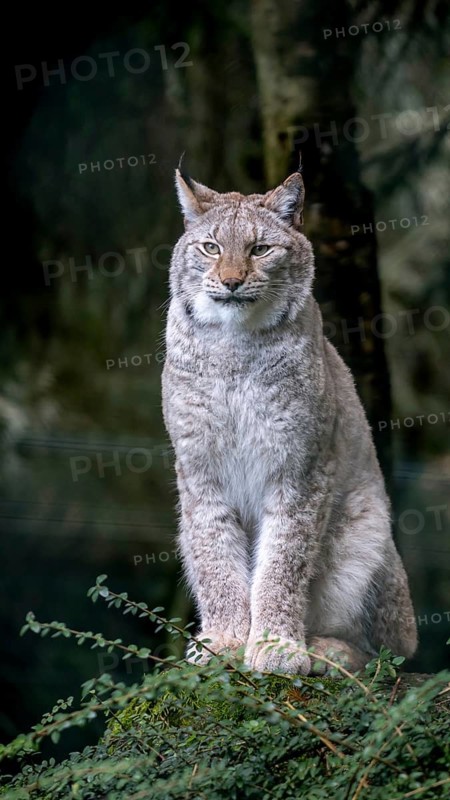 A majestic Eurasian Lynx stands alert in its natural, densely wooded habitat, showcasing its impressive fur and keen gaze