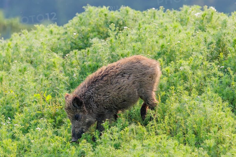 A wild boar (Sus scrofa) runs across a field of wild chamomile (Matricaria chamomilla). Bavaria, Germany