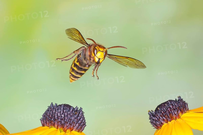 Hornet (Vespa crabro), in flight over the flowers of the yellow coneflower (Echinacea paradoxa) – wildlife, high-speed nature photography, insects, hornets, Siegerland, North Rhine-Westphalia, Germany